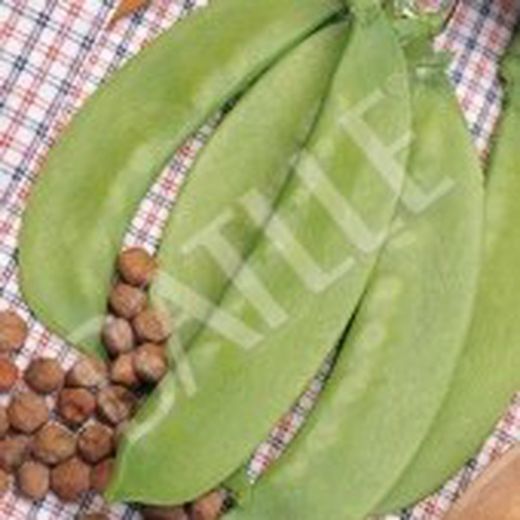 Semillas Guisantes Enrame