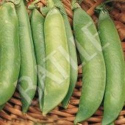 Semillas Guisantes Mata Baja