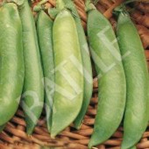 Semillas Guisantes Mata Baja