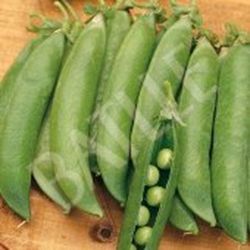 Semillas Guisantes Mata Baja