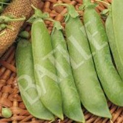Semillas Guisantes Mata Baja