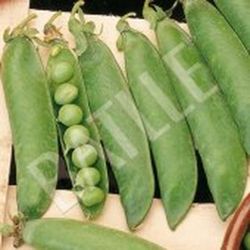 Semillas Guisantes Mata Baja