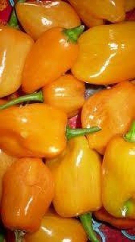 Semillas Habanero Amarillo