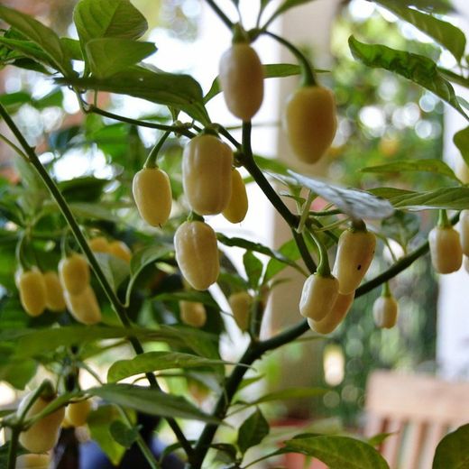 Semillas Habanero Blanco