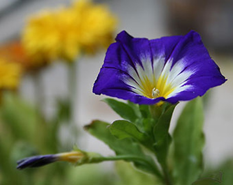 Semillas Hermosa de Día Variada — Floresfrescasonline