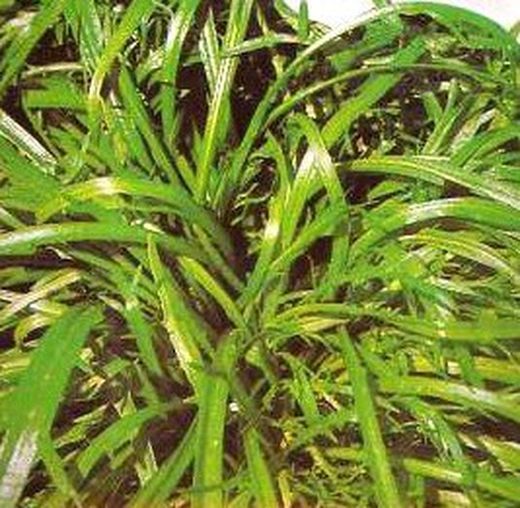 Graines d'herbe étoilée