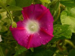 Semillas Ipomeas