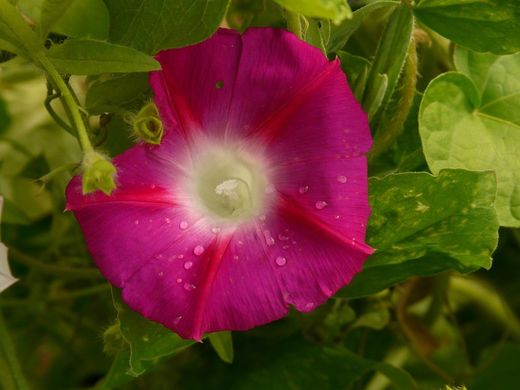 Semillas Ipomeas