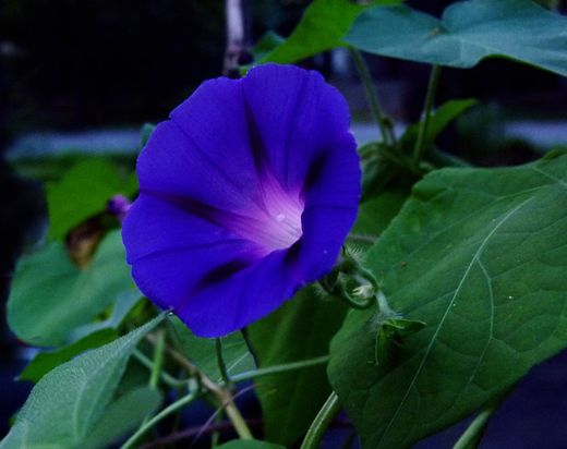 Semillas Ipomeas