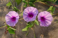 Semillas Ipomeas