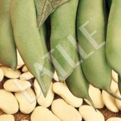 Semillas Judías Grano Seco