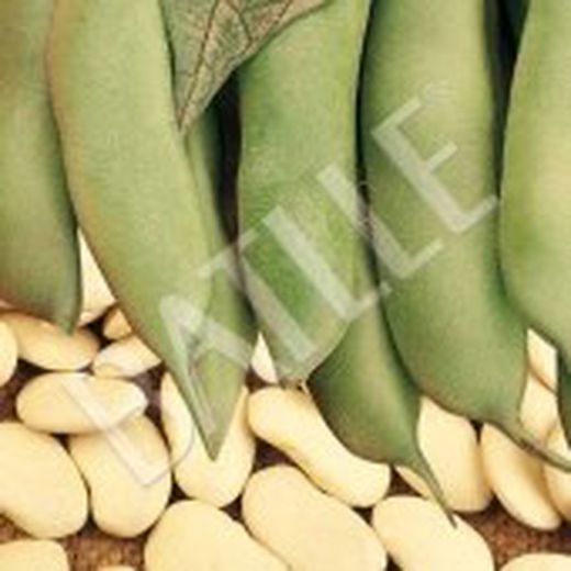 Semillas Judías Grano Seco