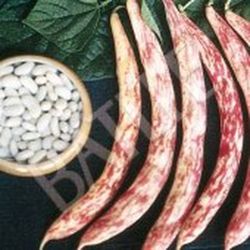 Semillas Judías Grano Seco