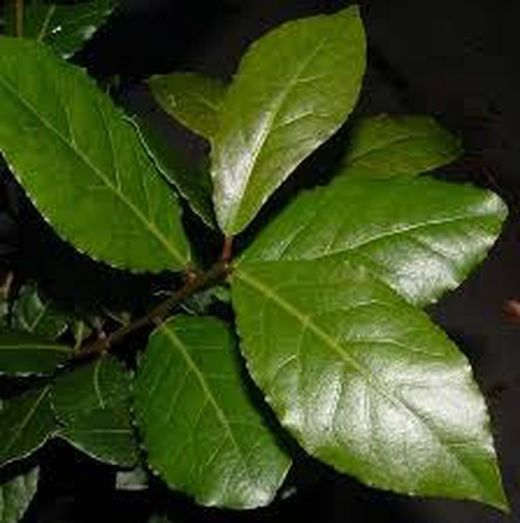 Graines de laurier