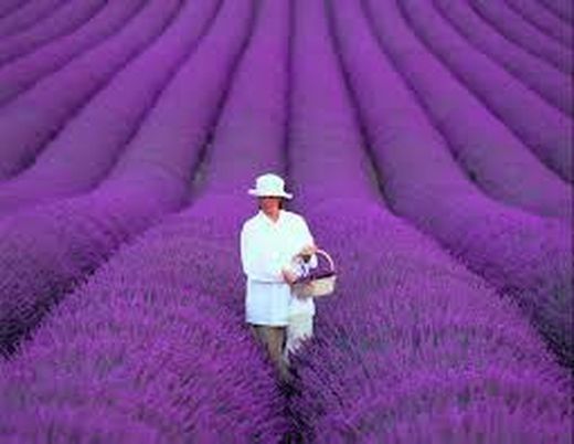 Semillas Lavanda