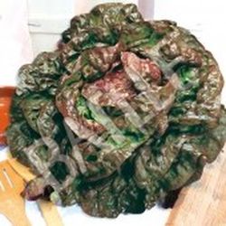 Semillas Lechugas Mantecosa