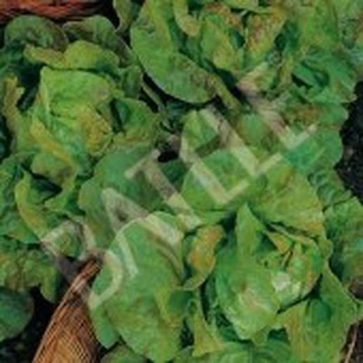 Semillas Lechugas Mantecosa