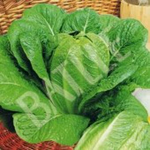 Semillas Lechugas Romanas