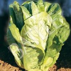Semillas Lechugas Romanas