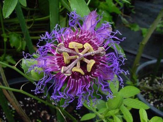 Semillas Maracuyá