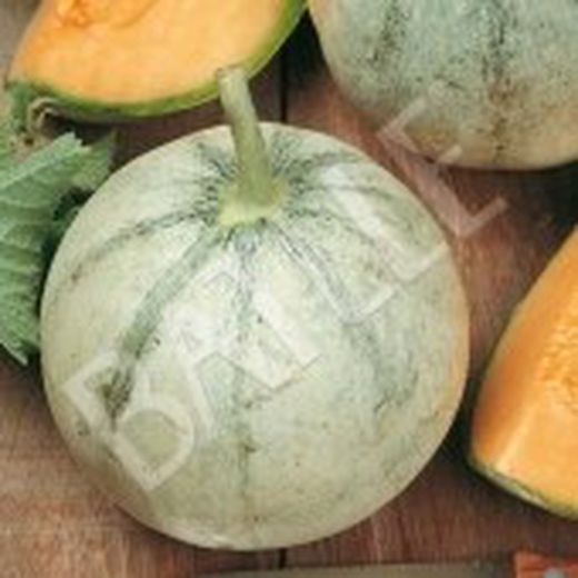 Semillas Melones
