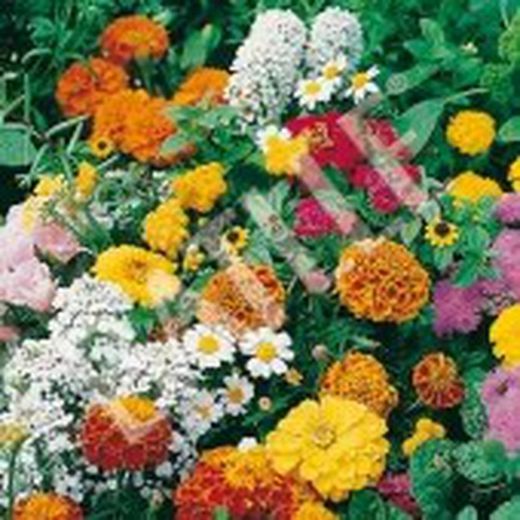 Semillas Mezclas de Flores