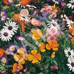 Semillas Mezclas de Flores