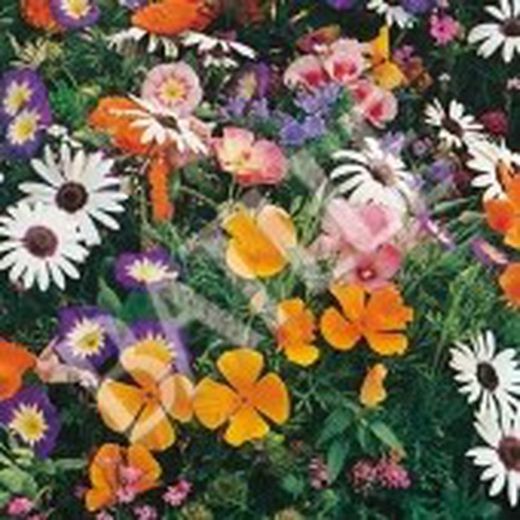 Semillas Mezclas de Flores
