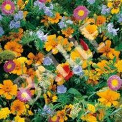 Semillas Mezclas de Flores