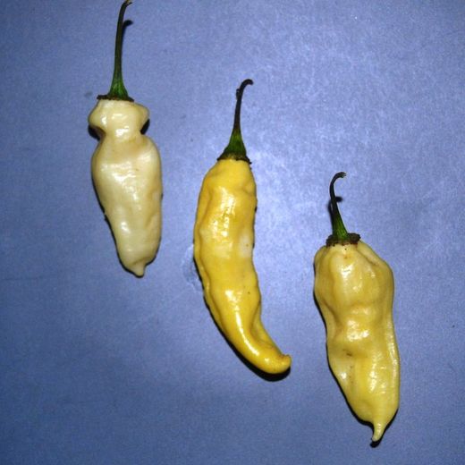 Semillas Naga Bhut Blanco Guindilla fantasma