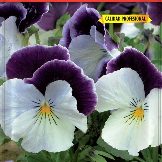 Semillas Pensamientos