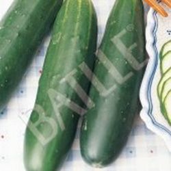 Semillas Pepinos