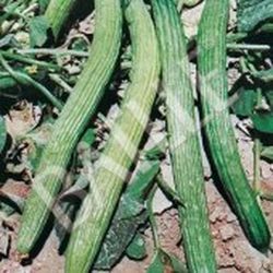 Semillas Pepinos