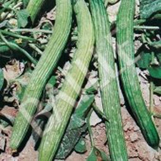 Semillas Pepinos