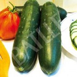 Semillas Pepinos