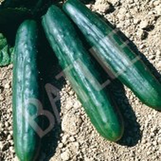 Semillas Pepinos
