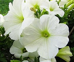 Semillas Petunias