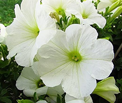 Semillas Petunias