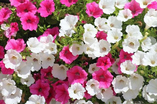 Semillas Petunias