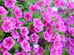 Semillas Petunias