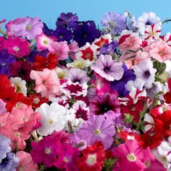 Semillas Petunias