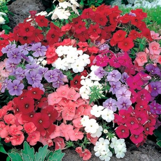 Semillas Phlox Drumond Variado