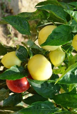 Semillas Pimiento Manzana Húngaro