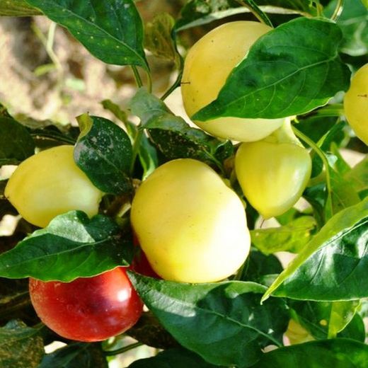 Semillas Pimiento Manzana Húngaro