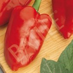 Semillas Pimientos