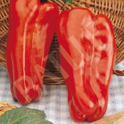 Semillas Pimientos