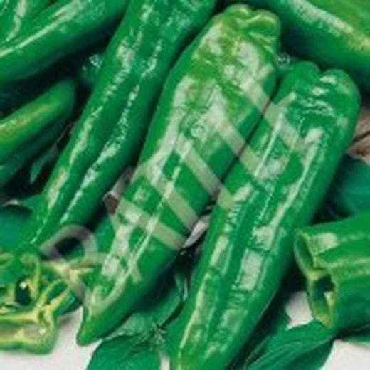 Semillas Pimientos