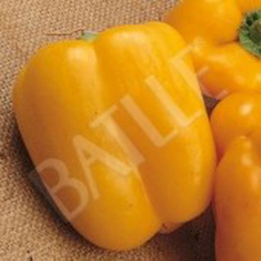 Semillas Pimientos