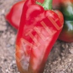 Semillas Pimientos