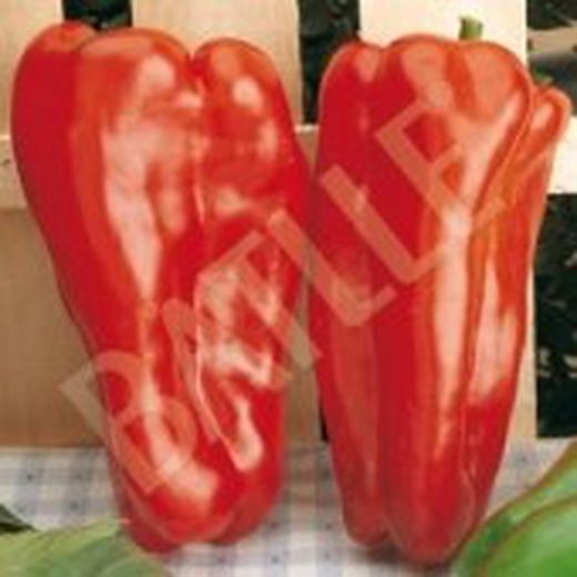 Semillas Pimientos